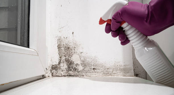 Best Water damage restoration near me  in , CO